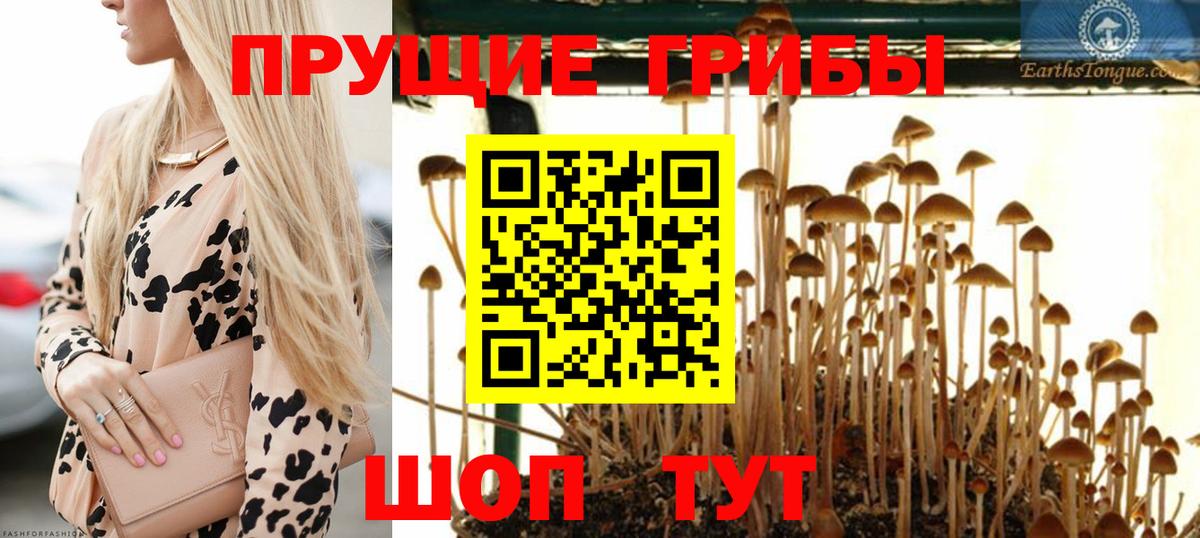 Галлюциногенные грибы Psilocybe Наро-Фоминск